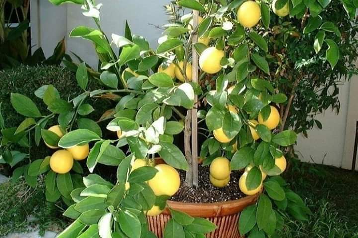 Anak Pokok Lemon